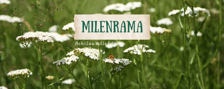 Milenrama (Achillea millefolium)