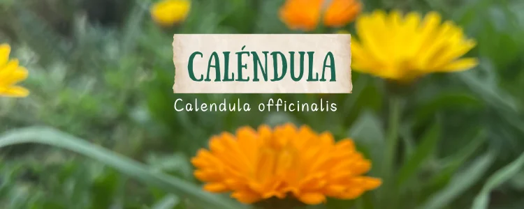 Caléndula (Calendula officinalis)