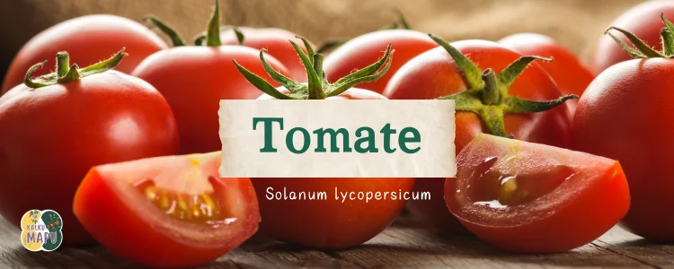 Tomate: Solanum lycopersicum