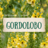 GORDOLOBO: Verbascaum Virgatum.