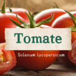 Tomate: Solanum lycopersicum