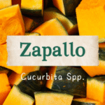 Zapallo: Una medicina nativa superior.