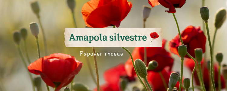 Papaver rhoeas: la amapola silvestre.